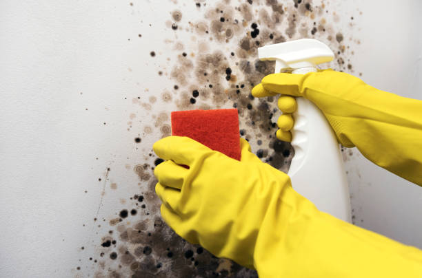 Mold Removal Process in Caon City, CO