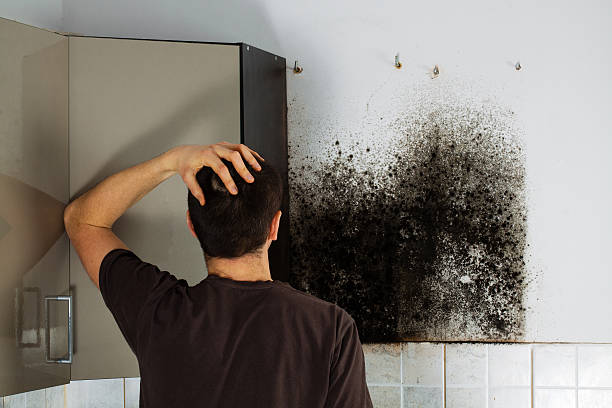 Trusted Caon City, CO Mold Removal Experts