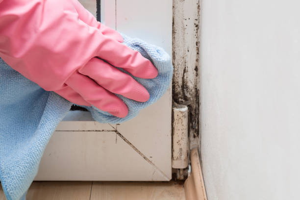 Best Black Mold Removal  in Caon City, CO
